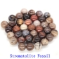 Stromatolite Fossil